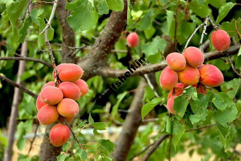 Apricot Varieties Harvest to Table