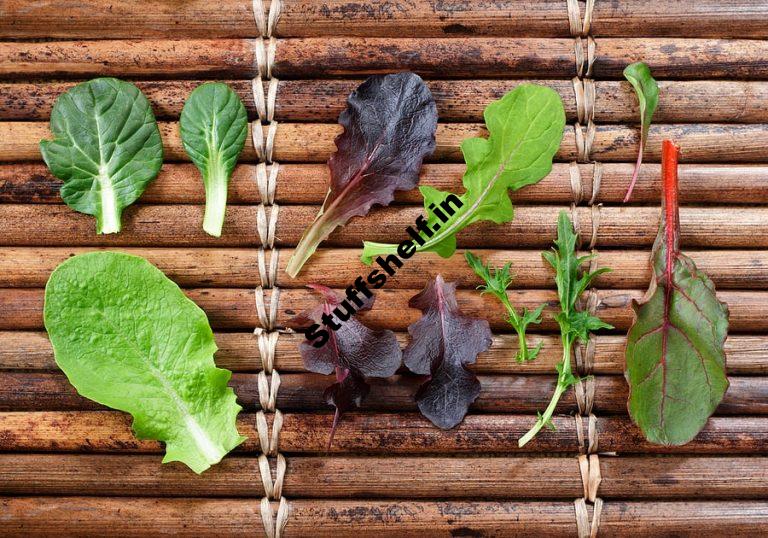 Five Types of Lettuce to Grow In Your Garden