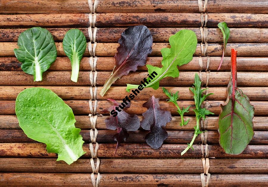 Five Types of Lettuce to Grow In Your Garden