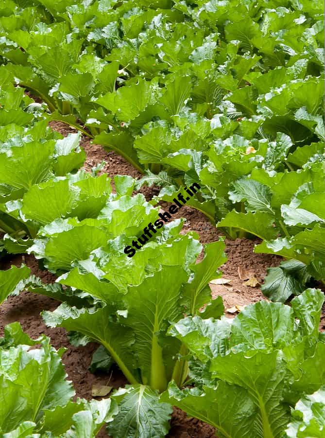 Michihili Chinese Cabbage Kitchen Basics