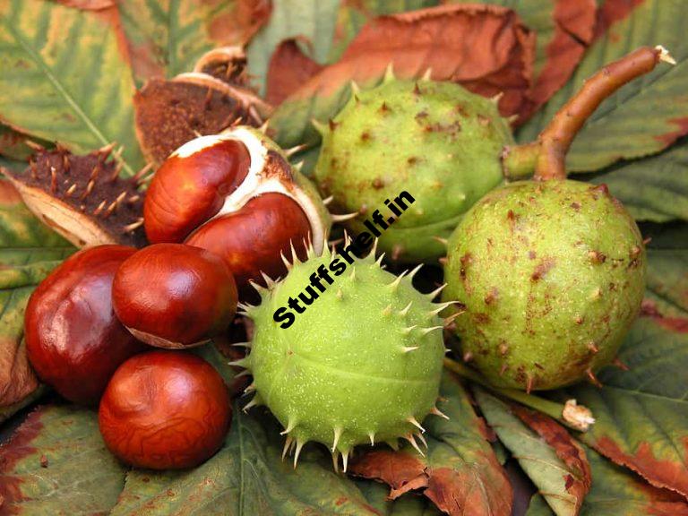 Chestnut Kitchen Basics Harvest to Table