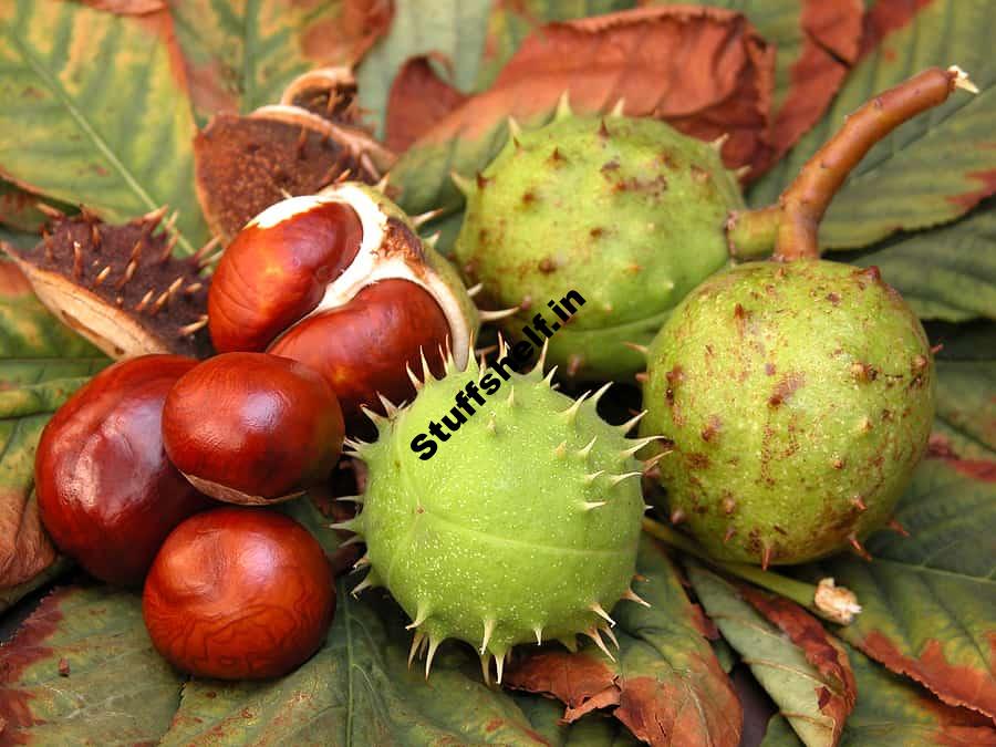 Chestnut: Kitchen Basics – Harvest to Table