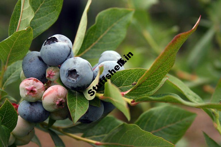 Blueberry Types and Varieties Harvest to Table