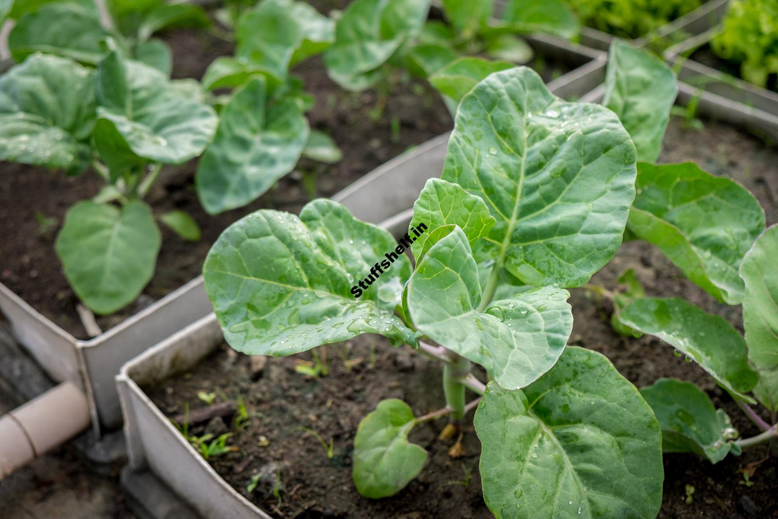 How Plants Grow in Your Vegetable Garden