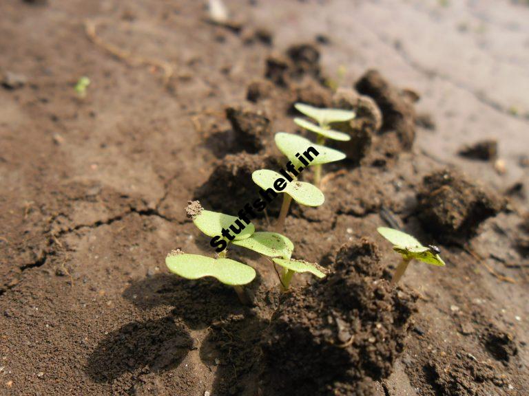 When to Plant Turnips Harvest to Table