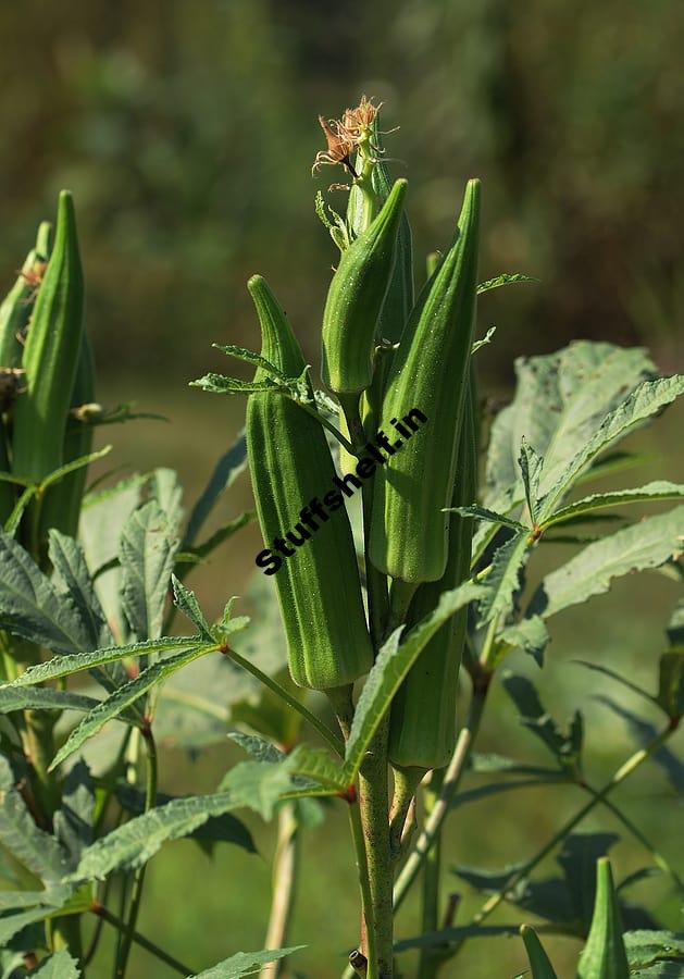 Okra Growing Problems Troubleshooting Harvest to Table