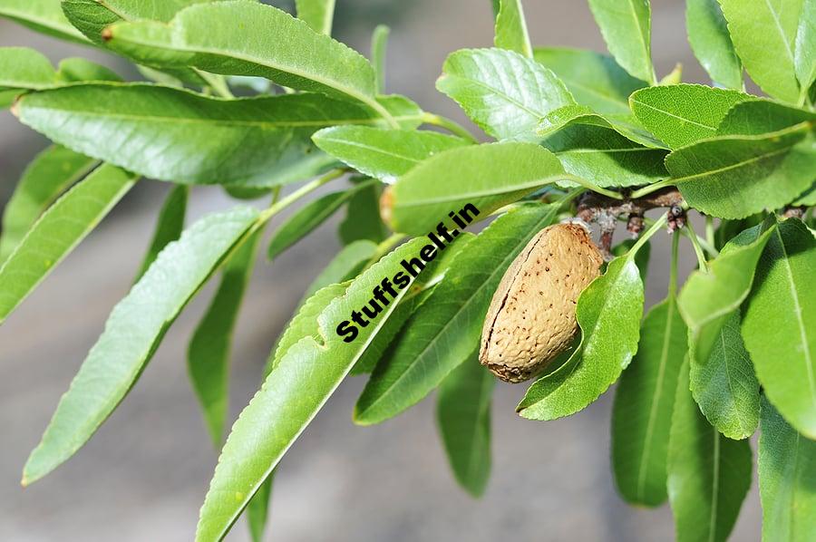 Almonds Kitchen Basics Harvest to Table