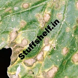 Alternaria Leaf Spot Harvest to Table