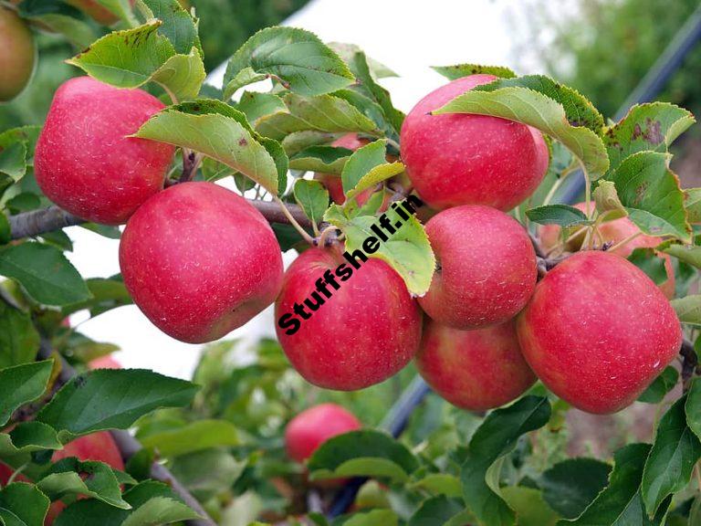 Apple Harvest Time by Variety