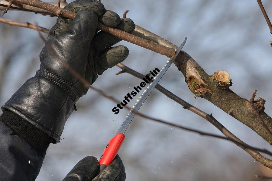 Apple Pruning Harvest to Table