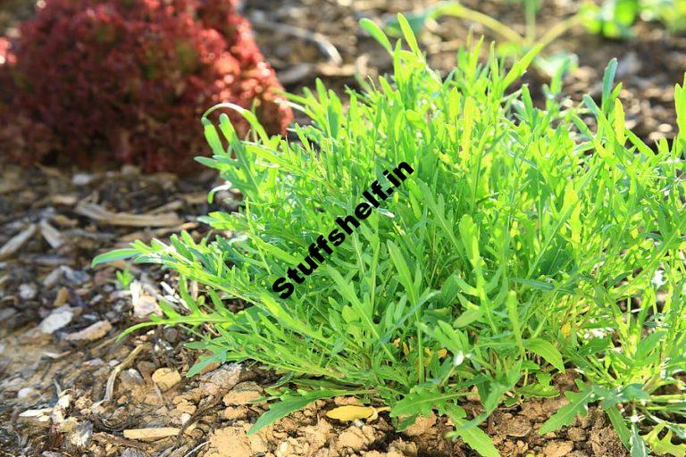 Arugula The Zesty Rocket Harvest to Table