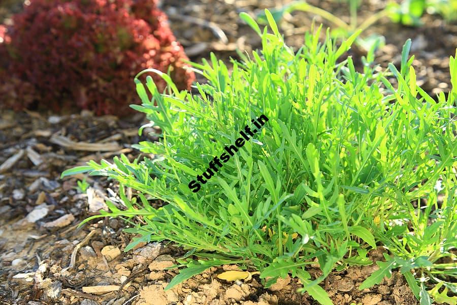 Arugula The Zesty Rocket Harvest to Table