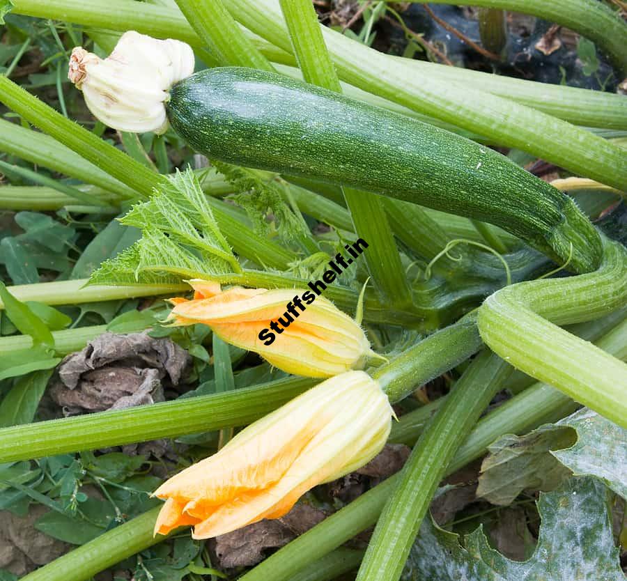 Late Summer Vegetable Garden Harvest to Table