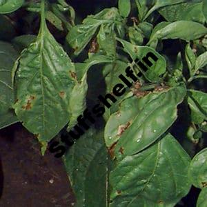 Bacterial Leaf Spot Disease Harvest to Table