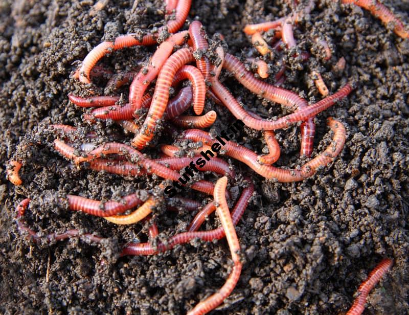 Benefits of Earthworms in the Garden