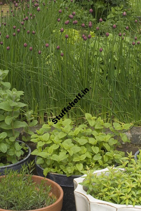 Best Herbs to Grow In Pots