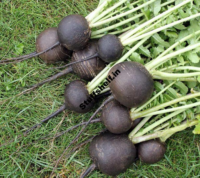 Black Spanish Radish Harvest to Table