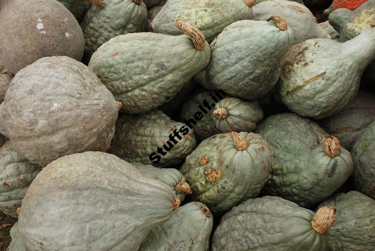 Blue Hubbard Squash Harvest to Table