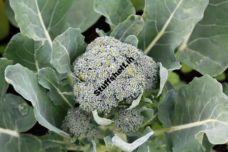 Broccoli Harvest and Re Harvest Harvest to Table