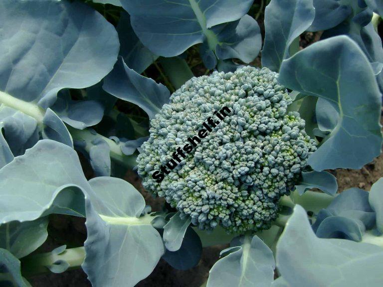 Broccoli Edible Flower Harvest to Table