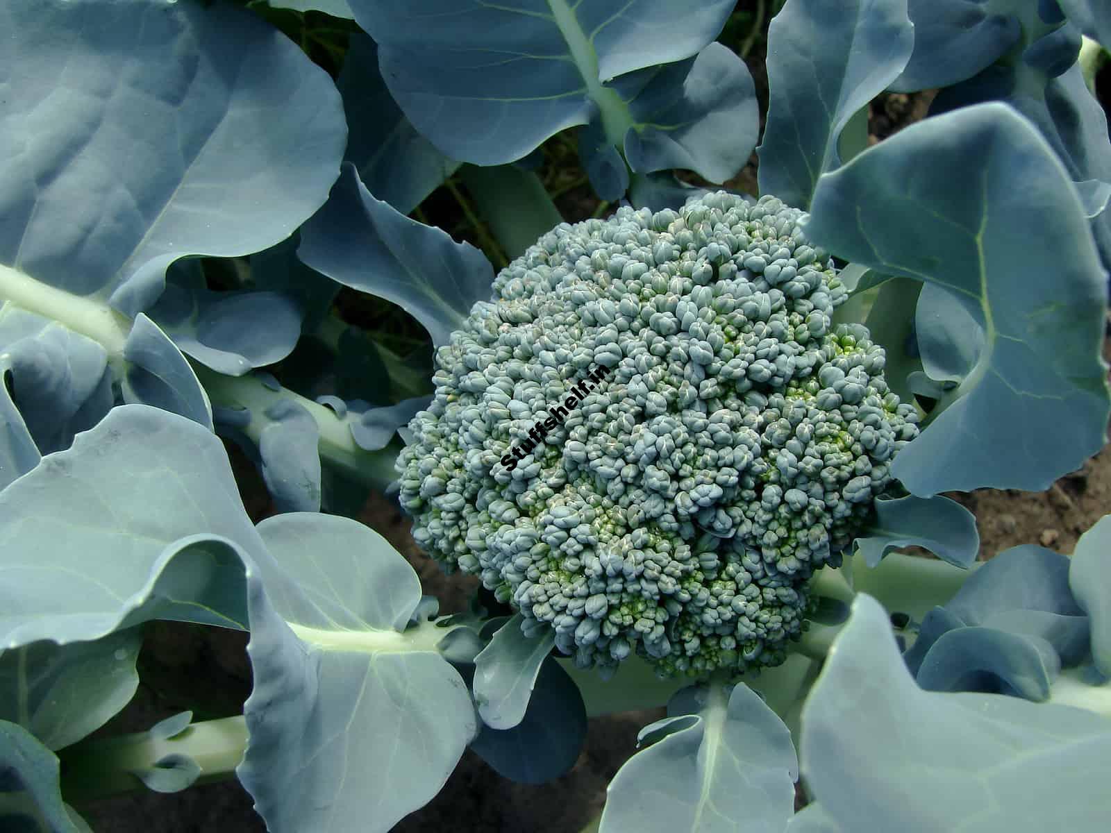 Broccoli: Edible Flower – Harvest to Table