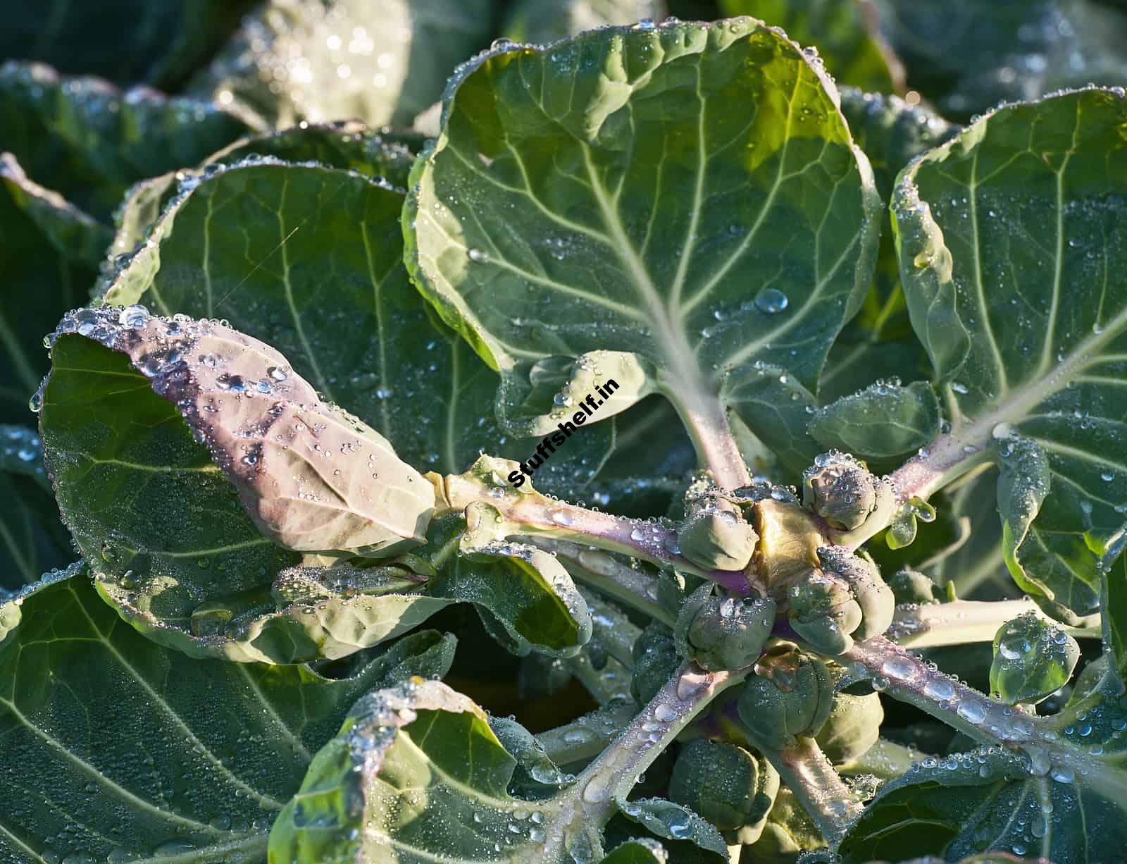 Brussels Sprouts at the Farmers Market