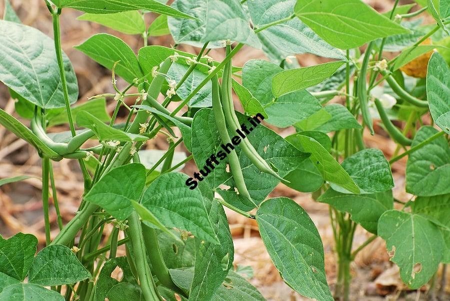 Bush Snap Beans for Quick Harvest