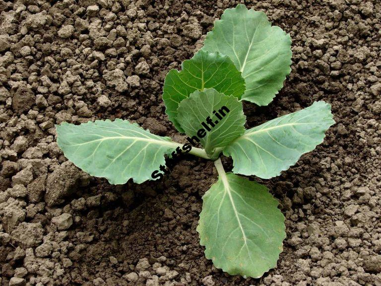 Cabbage Planting Harvest to Table