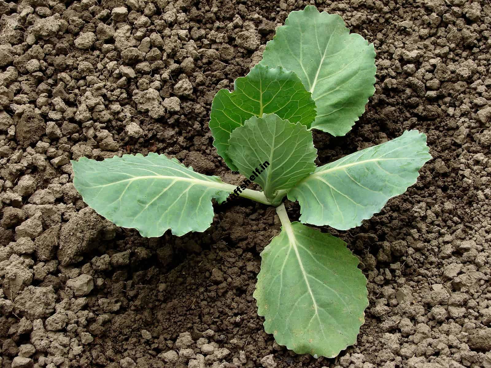 Cabbage Planting – Harvest to Table