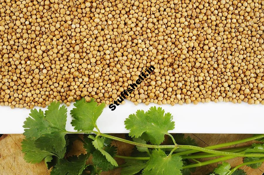 Cilantro and Coriander Kitchen Basics