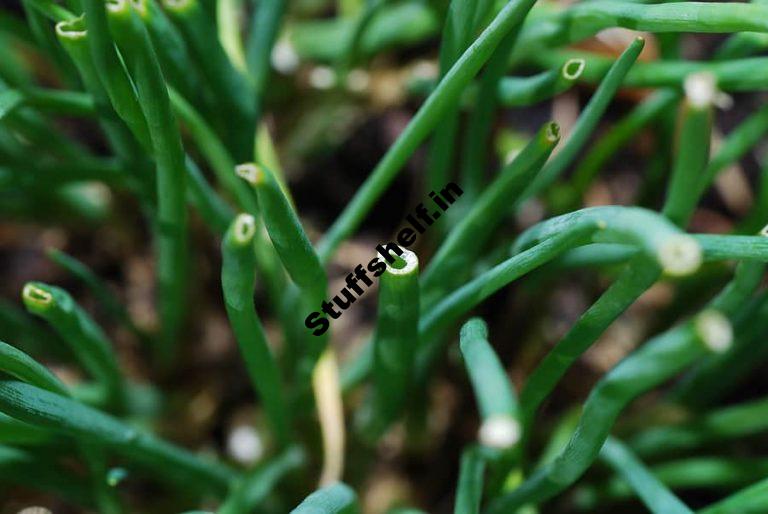 Chives Kitchen Basics Harvest to Table