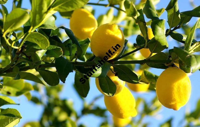 Citrus Tree Pruning Harvest to Table