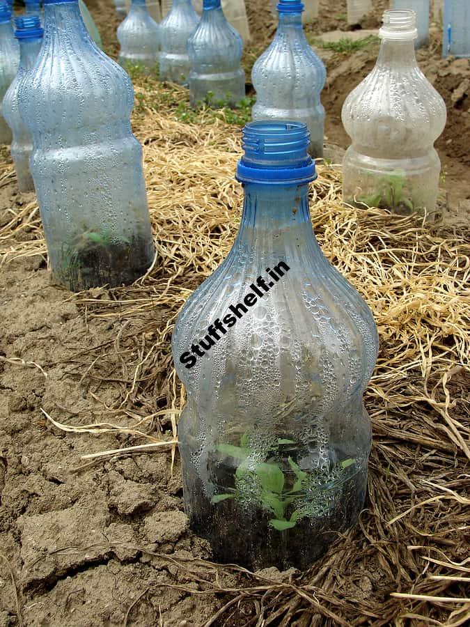 Cloche to Protect Plants Harvest to Table