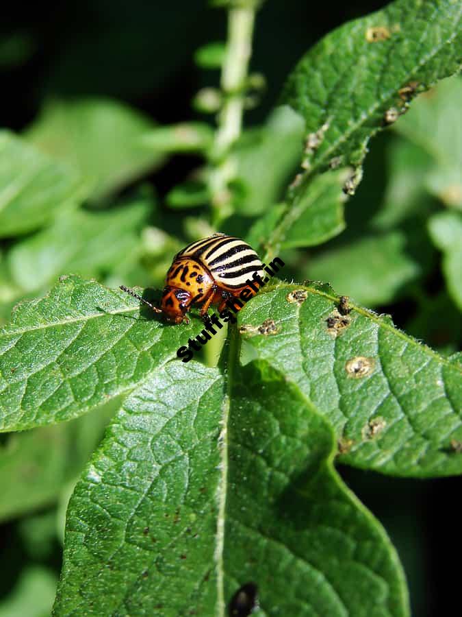 Colorado Potato Beetle Controls Harvest to Table