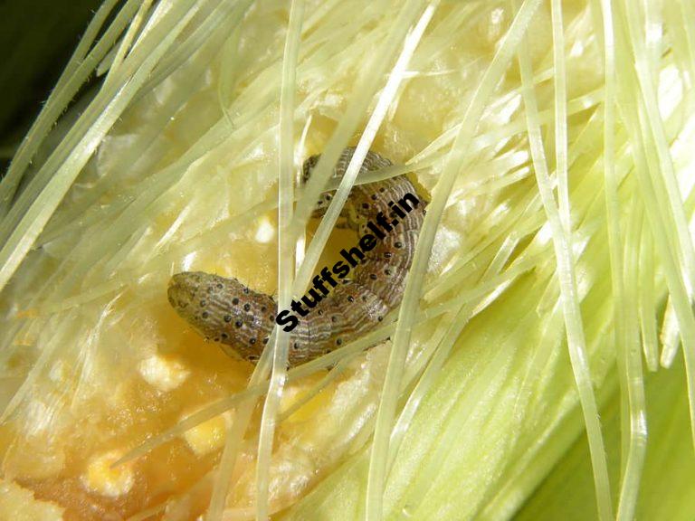 Corn Earworm and Tomato Fruitworm Control