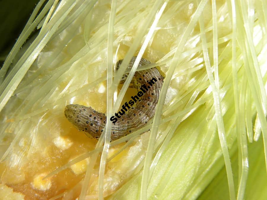 Corn Earworm and Tomato Fruitworm Control