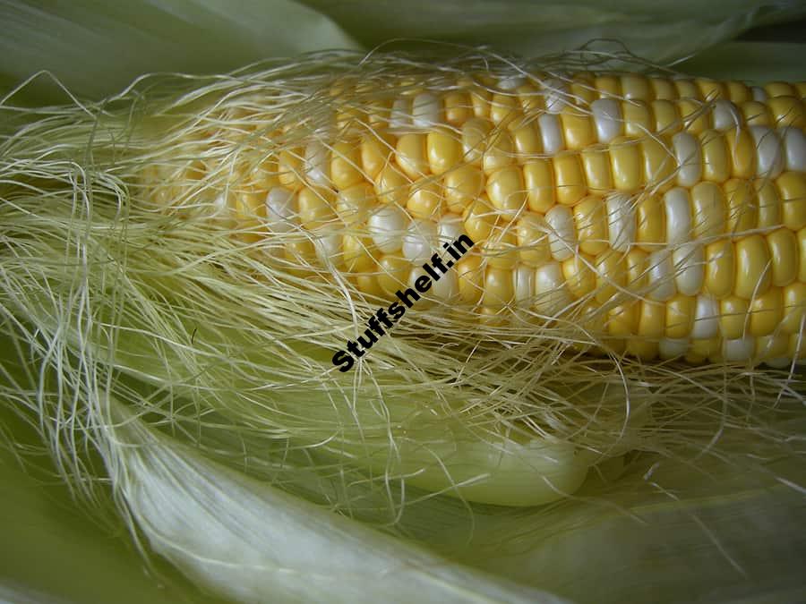 Sweet Corn Basics – Harvest to Table