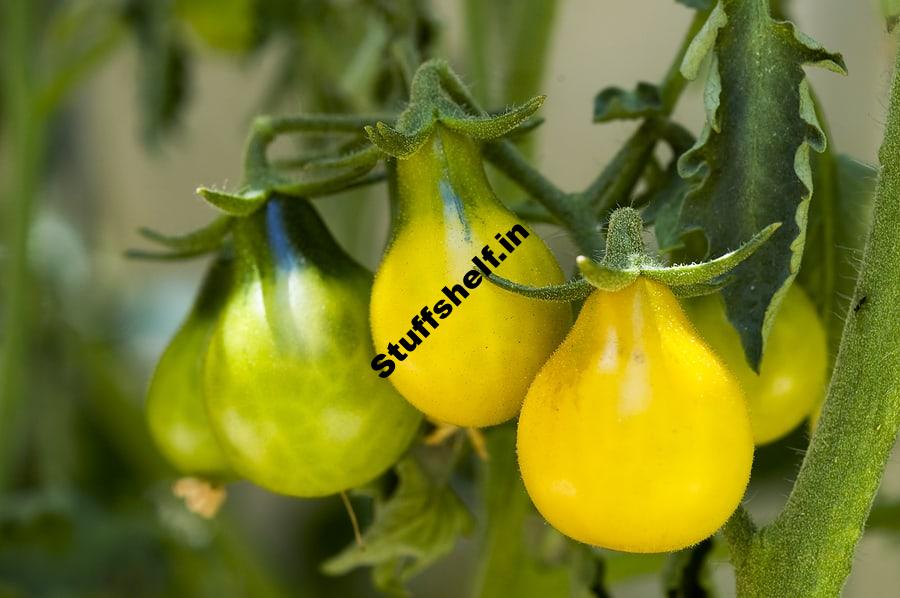 Crack Resistant Tomato Varieties Harvest to Table