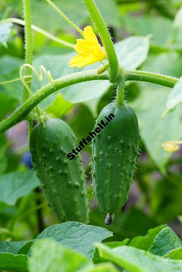 Cucumber Growing Tips Harvest to Table