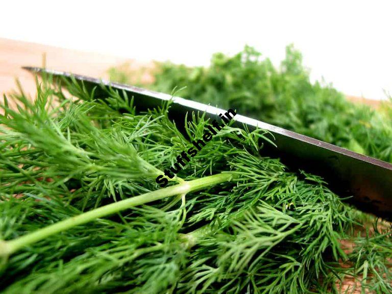 Dill Kitchen Basics Harvest to Table