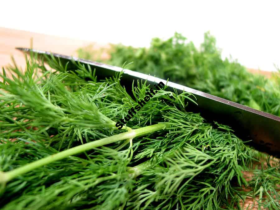 Dill: Kitchen Basics – Harvest to Table