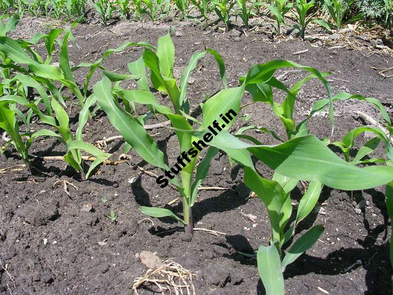 Drought Tolerant Vegetables Harvest to Table