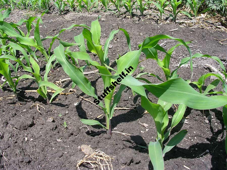 Drought Tolerant Vegetables – Harvest to Table