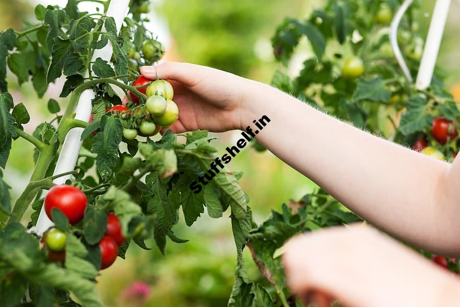 Vegetable Harvest Time When To Pick