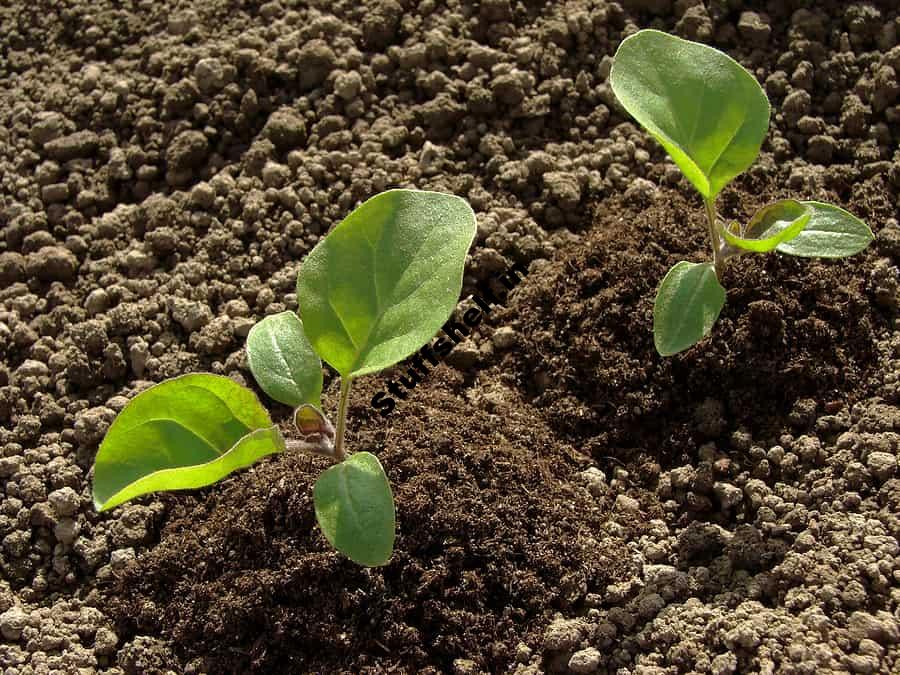 Growing Eggplant in Your Garden