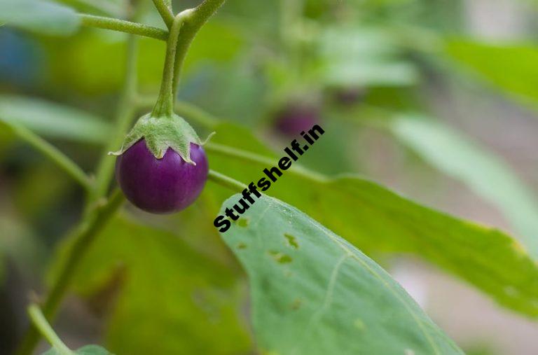 Eggplant The Fruit Harvest to Table