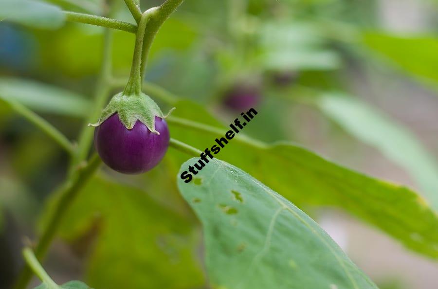 Eggplant The Fruit Harvest to Table