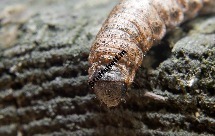 Garden Cutworm Control Harvest to Table