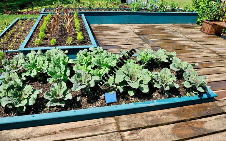 Kitchen Garden Size Harvest to Table