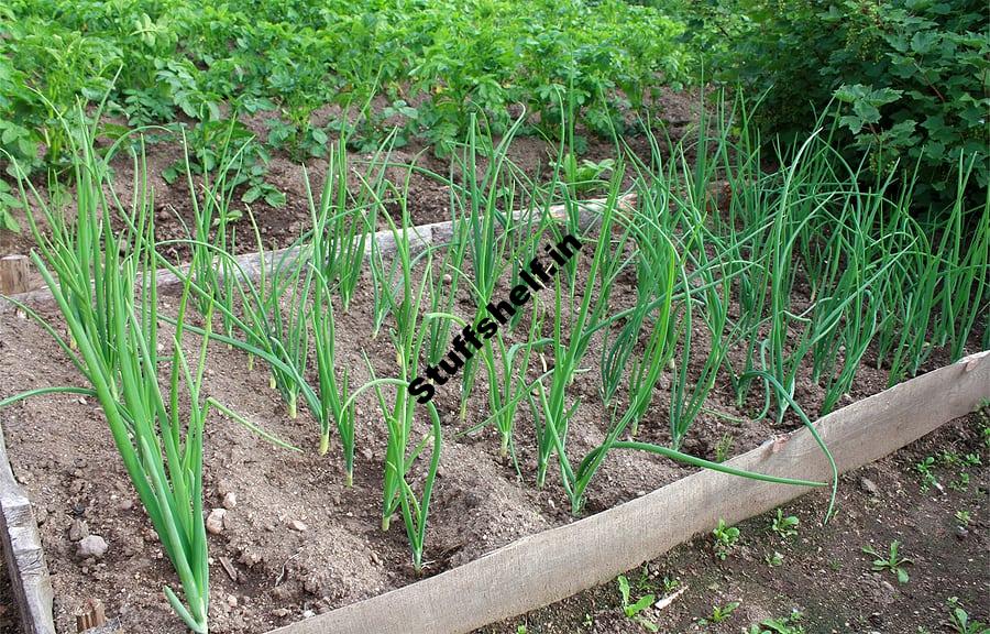 Grow Shallots in Raised Beds